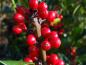 Preview: Die roten Beeren von Ilex aquifolium Pyramidalis