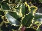 Preview: Gelbbunte Stechpalme - immergrüne grüne Blätter mit gelbem Rand