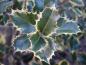 Preview: Gelbbunte Stechpalme, Ilex aquifolium Rubricaulis Aurea