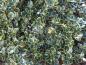 Preview: Sehr schmückend im Winter: Ilex aquifolium Rubricaulis Aurea