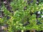Preview: Langsamwachsende, immergrüne Heckenpflanze - Konvexblättriger Bergilex
