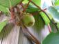 Preview: Actinidia chinensis Jenny
