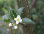 Preview: Weiße Blüte der Amerikanische Stechpalme Blue Princess