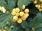 Preview: Amerikanischer Ilex Golden Girl - gelbe Beeren