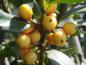Preview: Gelbe Früchte von Ilex meserveae Golden Girl