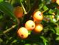 Preview: Gelbe Früchte des amerikanischen Ilex Golden Girl