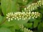Preview: Die knospige Blüte von Itea virginica