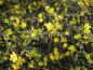 Preview: Jasminum nudiflorum - leuchtendes Gelb im Winter
