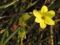 Preview: Gelbe Blüten an grünen Trieben - Winterjasmin