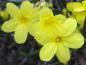Preview: Winterjasmin - gelbe Blüten im Januar