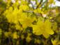 Preview: Gelbe Blüten mitten im Winter: Jasminum nudiflorum