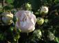 Preview: Rosa Bella Weiß