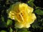 Preview: Gelbe Blüte der Beetrose Friesia