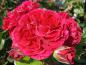 Preview: Red Leonardo da Vinci mit aufgeblühter Rose
