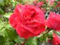 Preview: Blüte von Rose Red Leonardo da Vinci