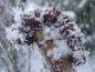 Preview: Attraktion im Winter: Aesculus hippocastanum Monstrosa