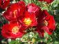 Preview: Die Rose Bassino zeigt die auffallend roten Blüten ab Juni