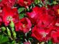 Preview: Das Blütenbild und die Entwicklung der Knospen der Rose Bassino