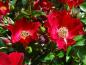Preview: Eine Vielzahl von großen blutroten Blüten entfaltet die Rose Bassino