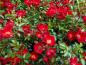 Preview: Der reiche Blütenflor der Rosa Bassano im Juni