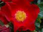 Preview: Eine Einzelblüte mit auffallend gelben Staubgefäßen der Rose Bassino