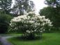 Preview: Weißblühende Strauchkastanie, Aesculus parviflora