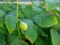 Preview: Strauchkastanie - Fruchtstand im Herbst