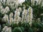Preview: Weiße Blütenrispen der Strauchkastanie, Aesculus parviflora