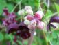 Preview: Klettergurke - rosa und lila Blüten
