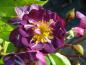 Preview: Lila Blüten der Kletterrose Veilchenblau