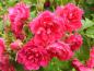 Preview: Blüten der Rose F. J. Grootendorst
