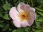 Preview: Ungefüllte, bienenfreundliche Blüte der Rose Frühlingsmorgen