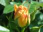 Preview: Noch geschlossene Blüte der Rosa Maigold