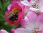 Preview: Die Rose Mozart ist auch bei Bienen und Hummeln beliebt.