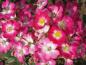 Preview: Blütenpracht der Rose Mozart