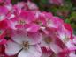 Preview: Strauchrose Mozart - hübsche pinke Blüten mit weißer Mitte