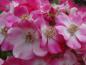 Preview: Rose Mozart - rosa Blüten in Detailaufnahme