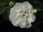 Preview: Rosa alba Suaveolens - eine gefüllte weiße Rose