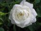 Preview: Rosa alba Suaveolens - eine gefüllte weiße Rose