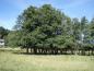 Preview: Schwarzerle oder Roterle, Alnus glutinosa