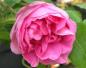 Preview: Rosa centifolia Muscosa