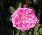 Preview: Rosa centifolia Muscosa