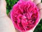 Preview: Die dunkelrosa Blüte der Rose Charles de Mills