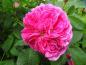 Preview: Gefüllte Blüte der Rosa gallica Charles de Mills