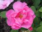 Preview: Rosarote Blüte der Apothekerrose