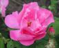 Preview: Rosa gallica Officinalis blüht purpurrot.
