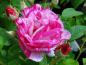 Preview: Blüte von Rosa gallica Versicolor