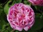 Preview: Rosa gallica Versicolor