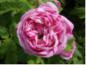 Preview: Rosa gallica Versicolor