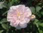 Preview: Die Knospe und Blüte der Rose Stanwell Perpetua